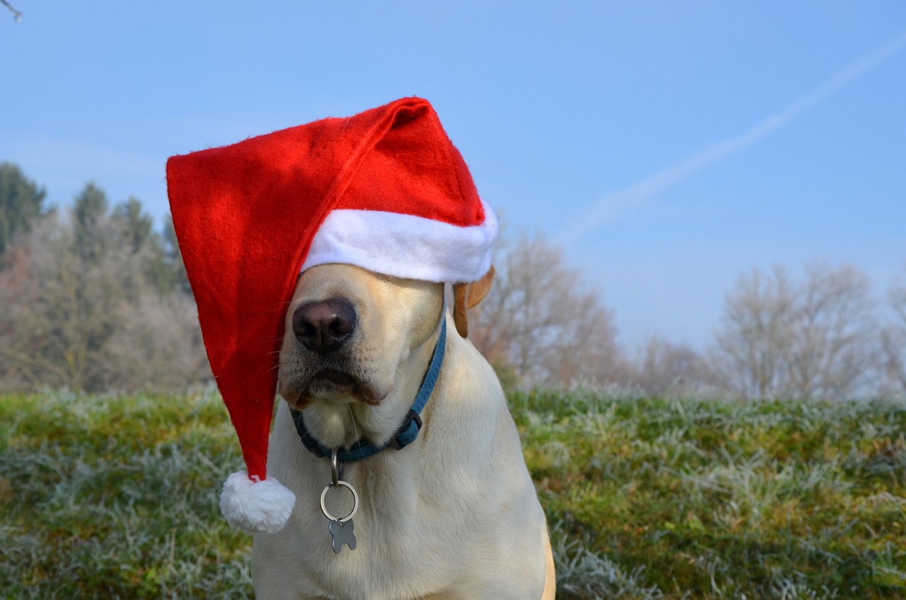 Image - labrador retriever santa christmas