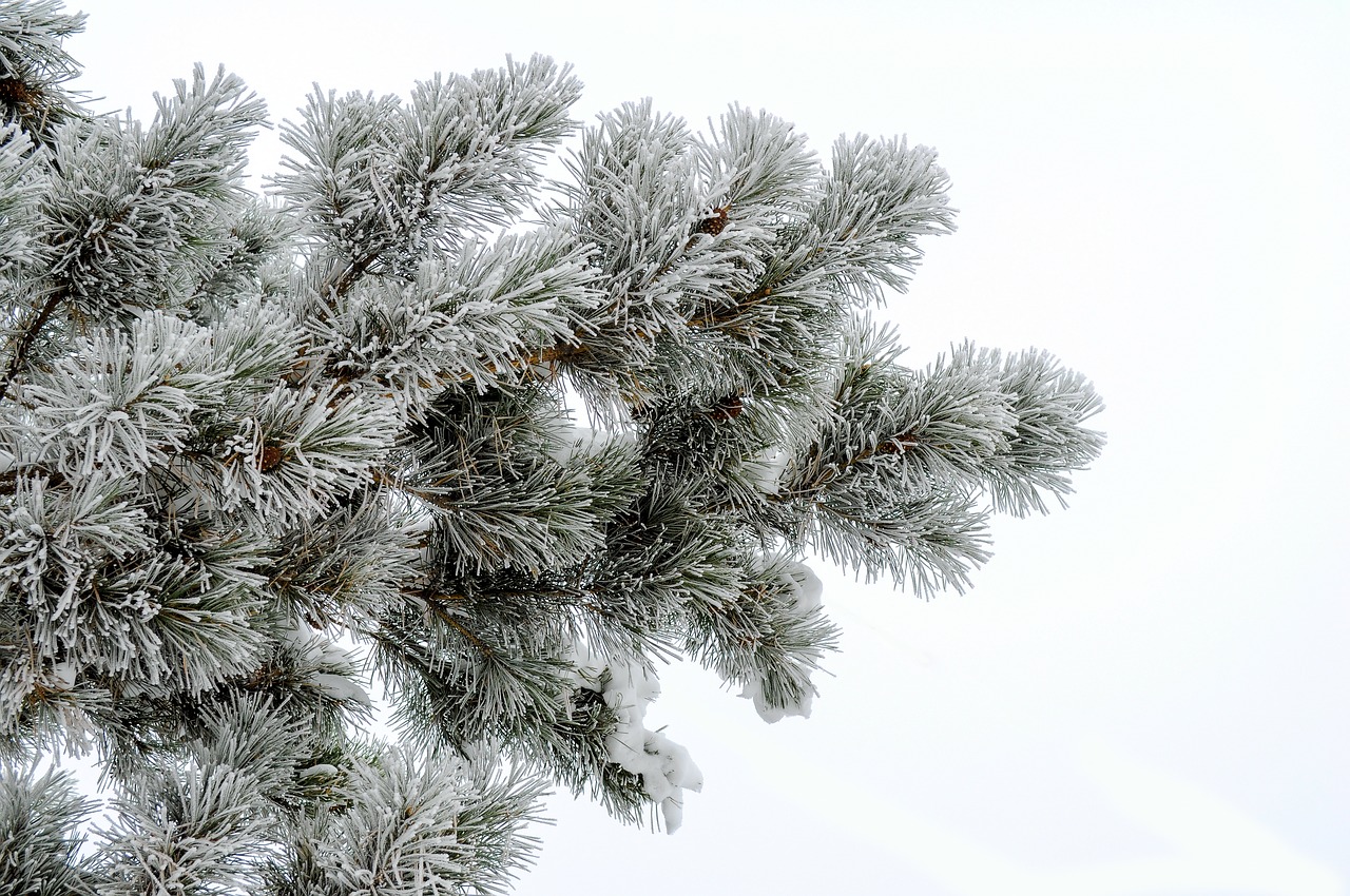 Image - pine frost white background needles