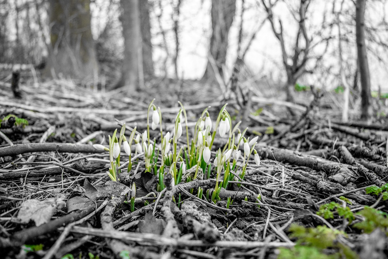 Image - flowers growing winter grow plant