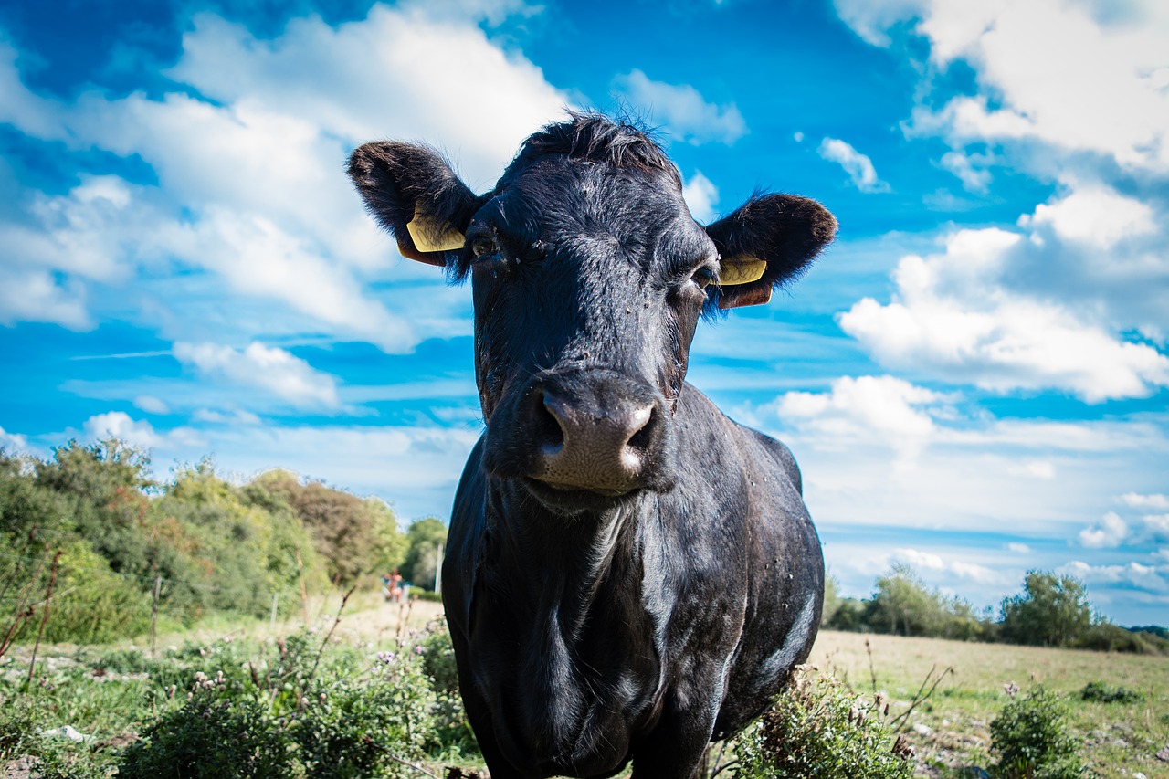 Image - cow animal nature mammal cattle