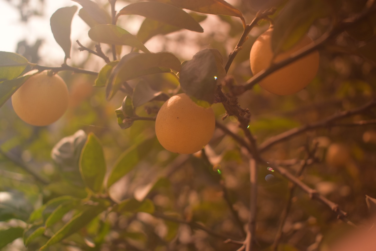 Image - tree fruit green grass fresh leaf