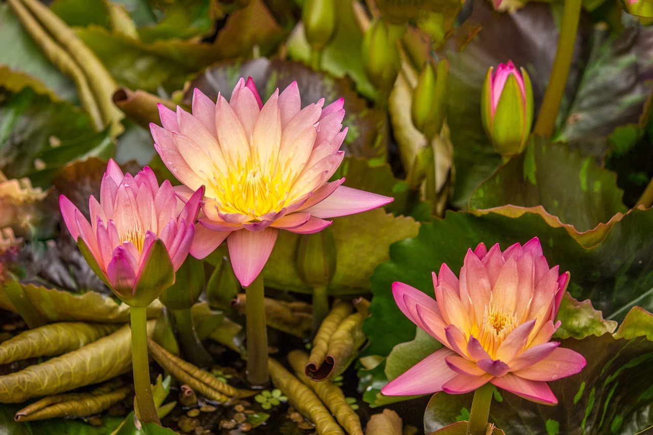 Image - lotus aquatic plant water rose