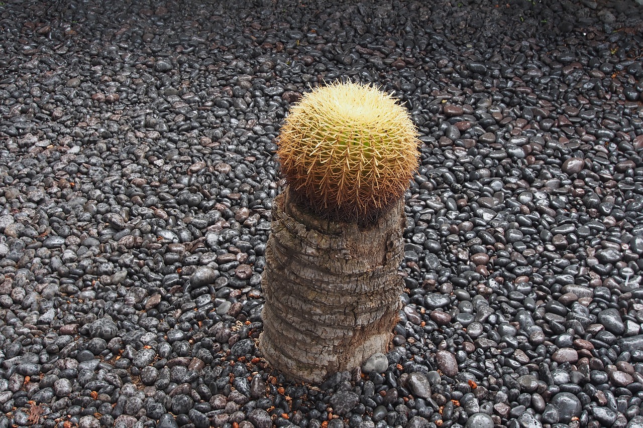 Image - cactus single succulent