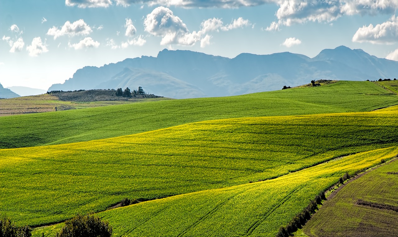 Image - canola fields green rolling hills