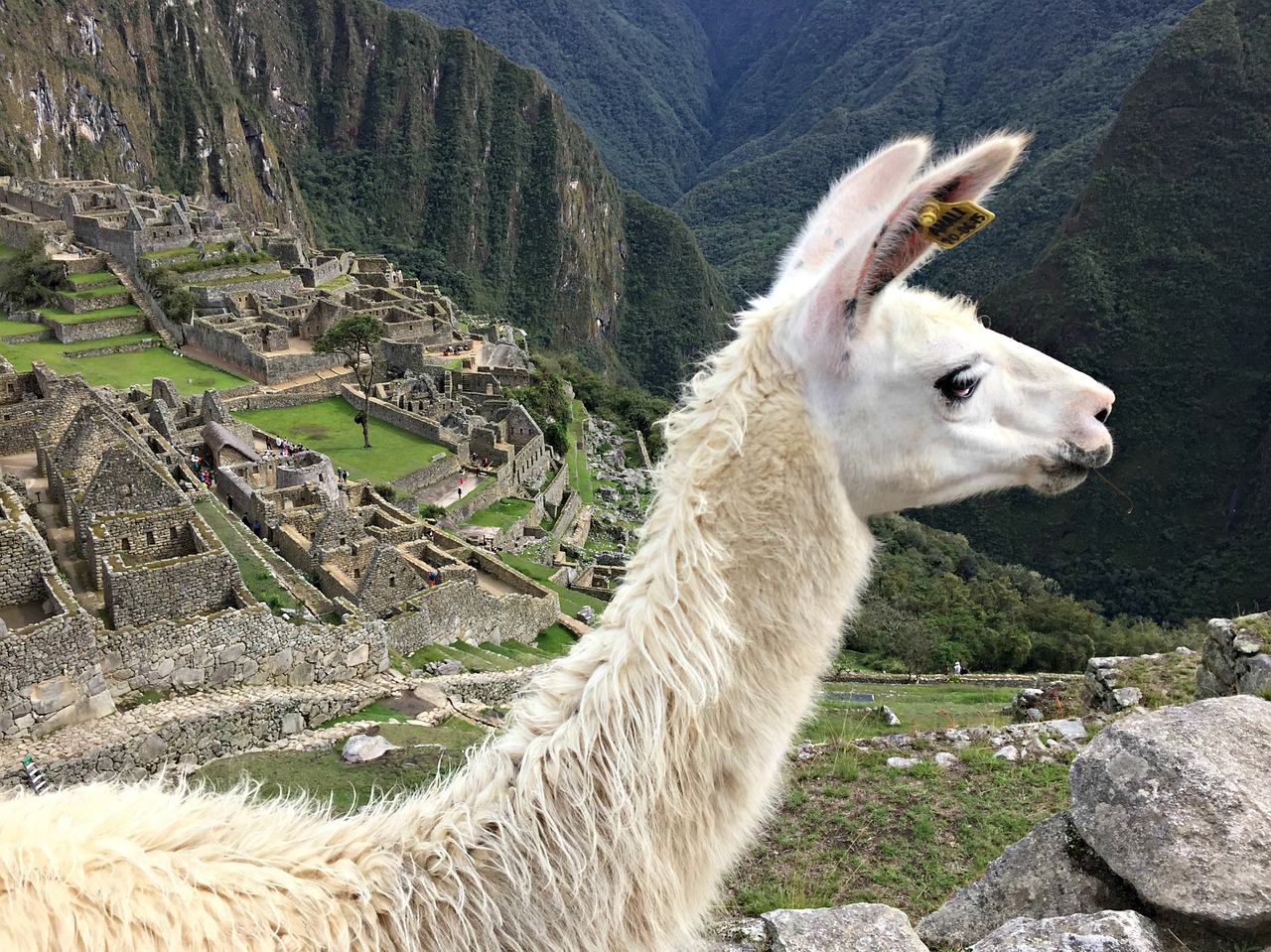 Image - llama machu picchu peru picchu