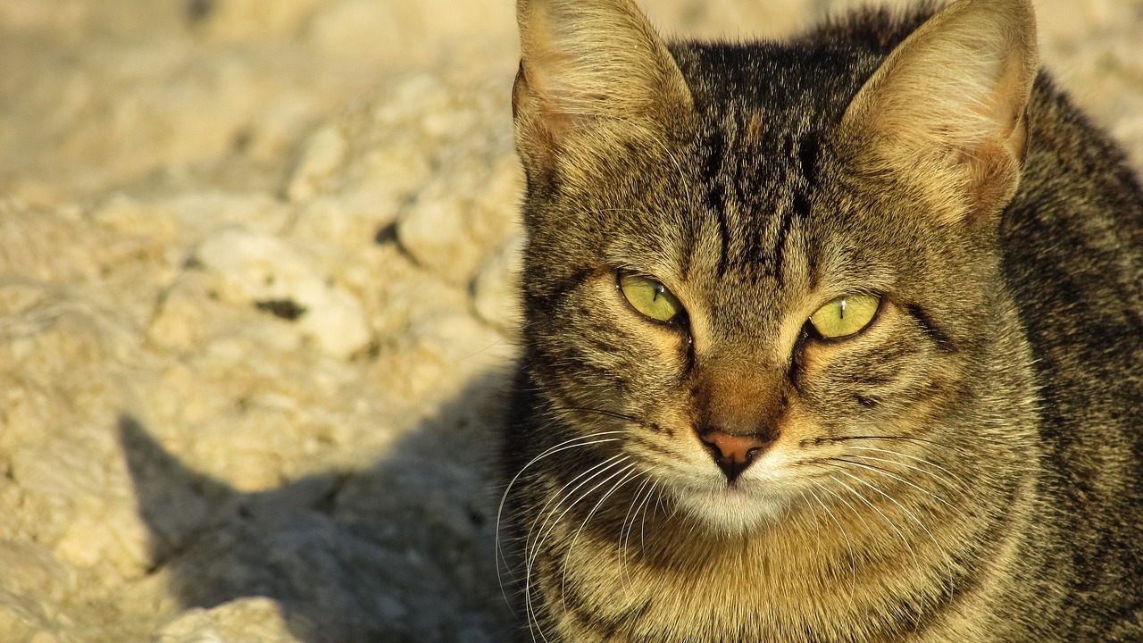 Image - cat stray animal cute outdoor