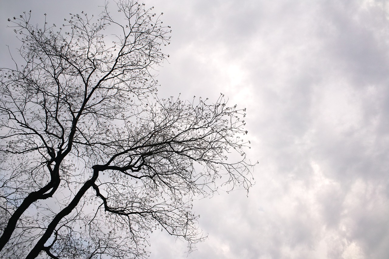 Image - tree monochrome landscape cloud