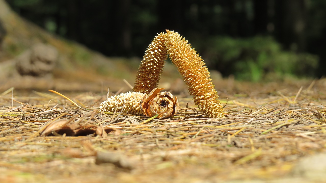 Image - nature landscape grass dry season