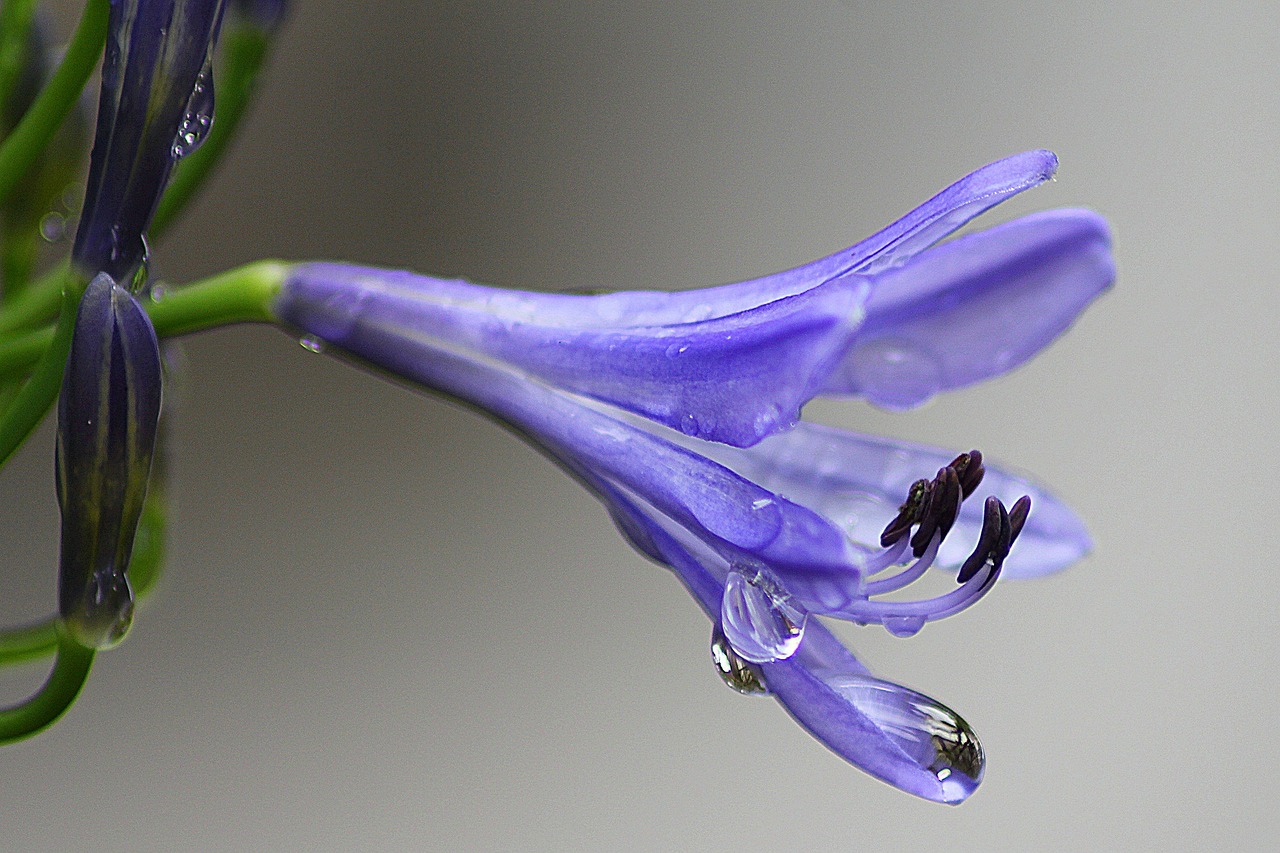 Image - agapanthus purple flower floral