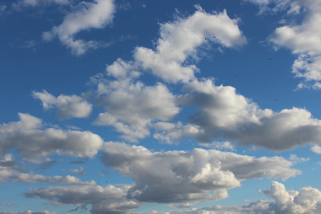 Image - sky birds freedom fleght clouds