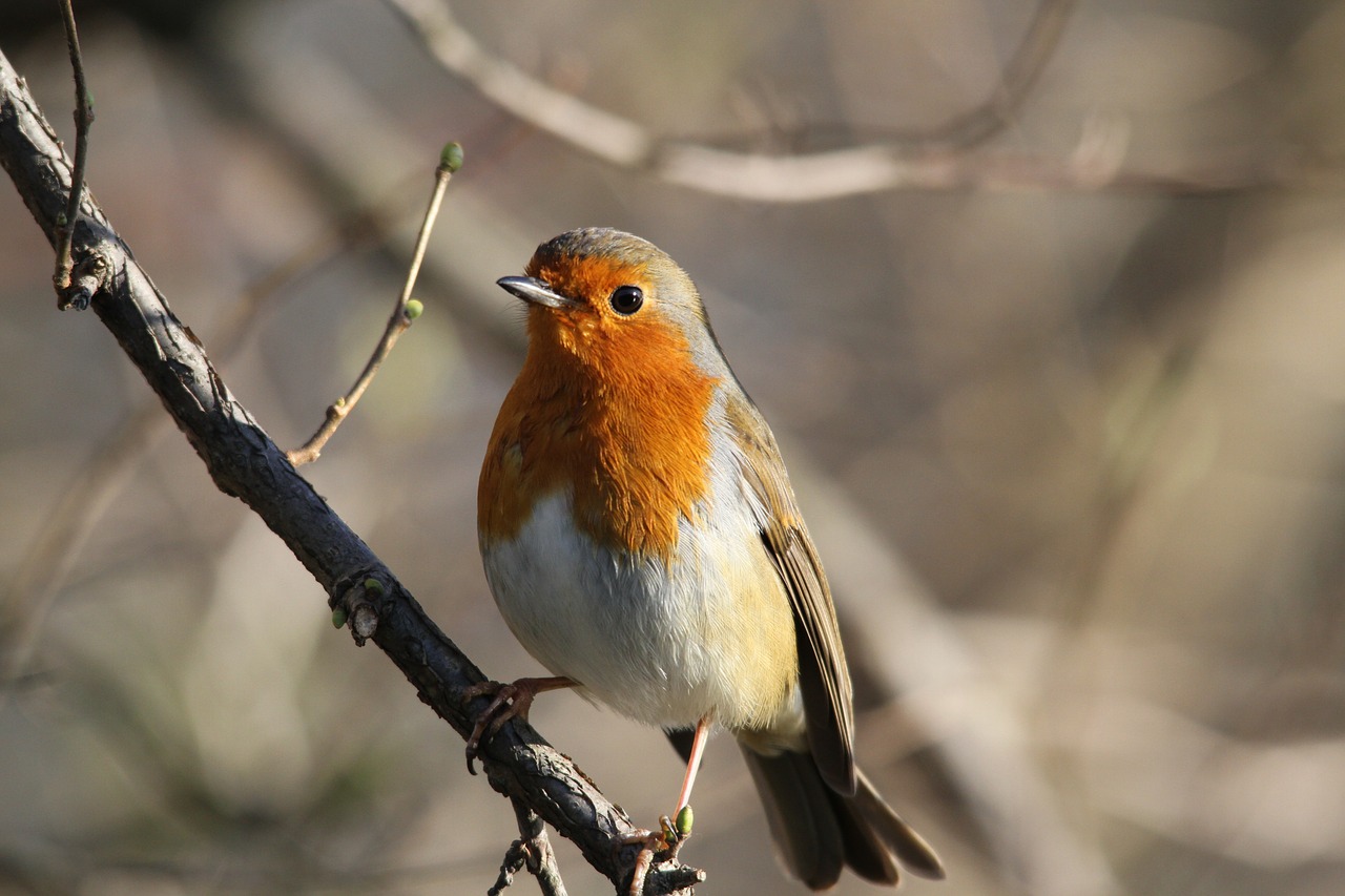 Image - robin bird redbreast branch small