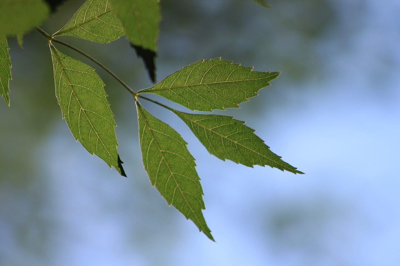 Image - leaves branch green reverse light