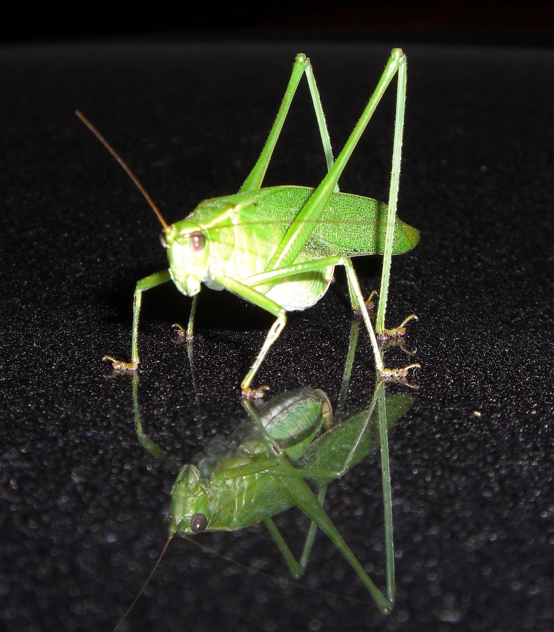 Image - grasshopper insect bug katydid