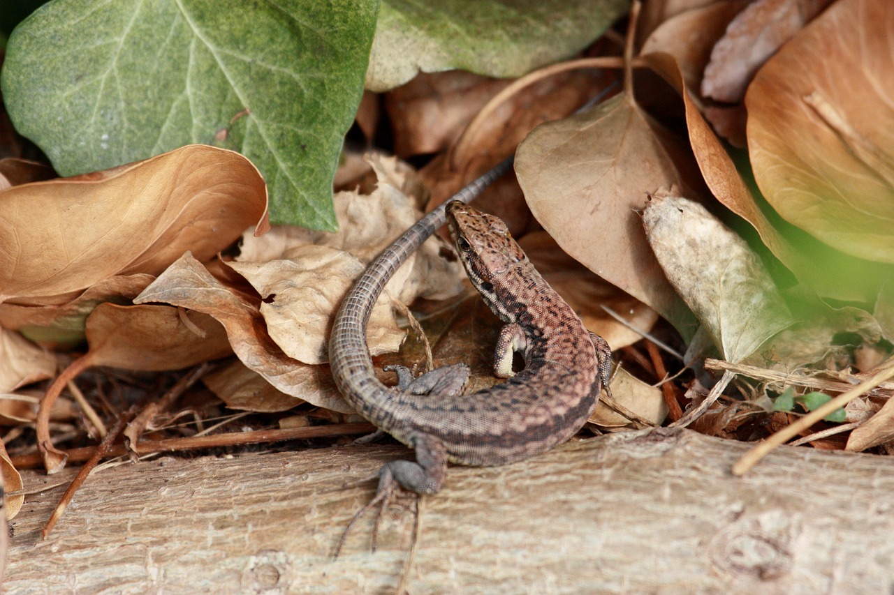 Image - wall lizard lizard animal nature