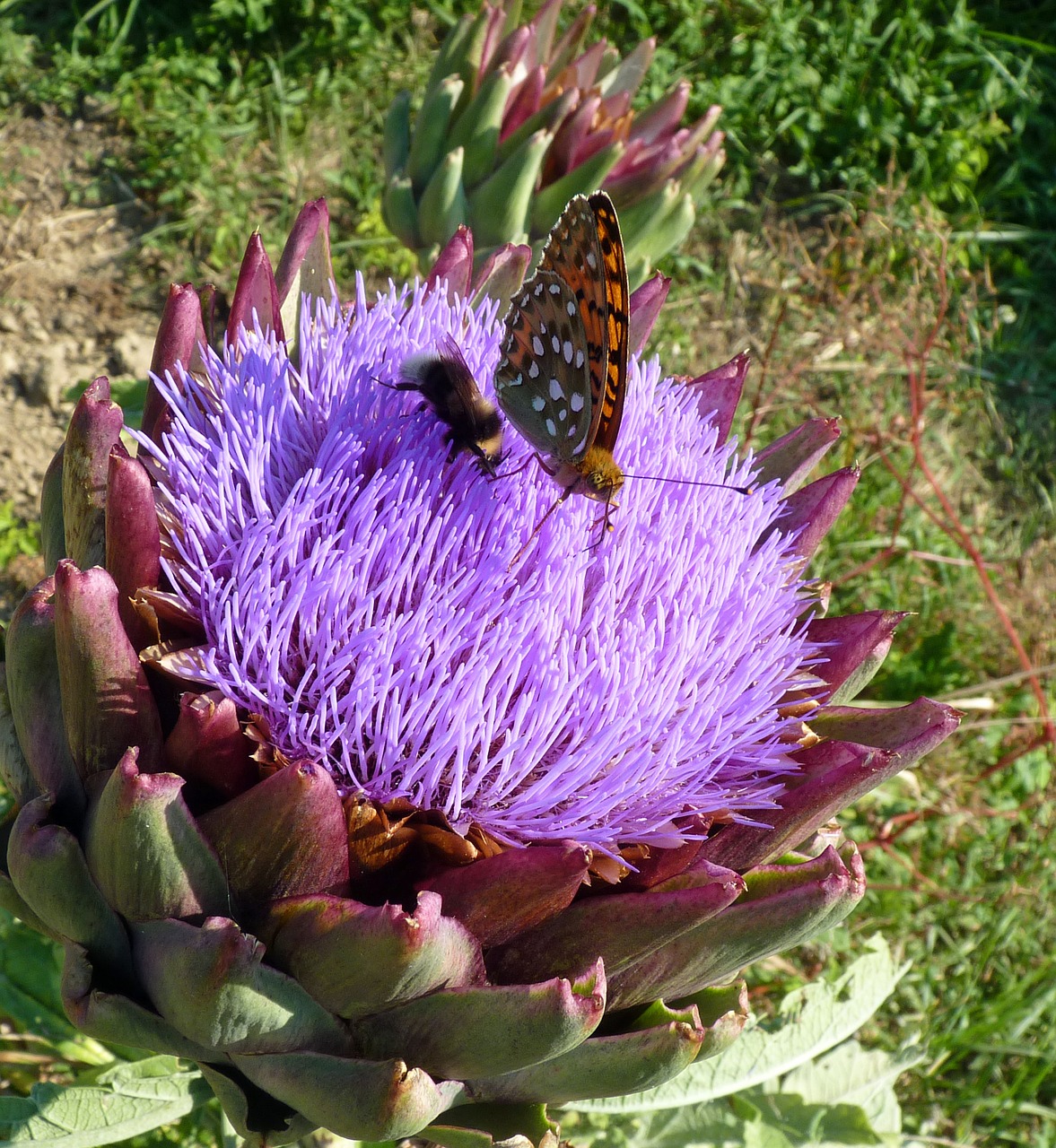 Image - flower artichoke butterfly forage