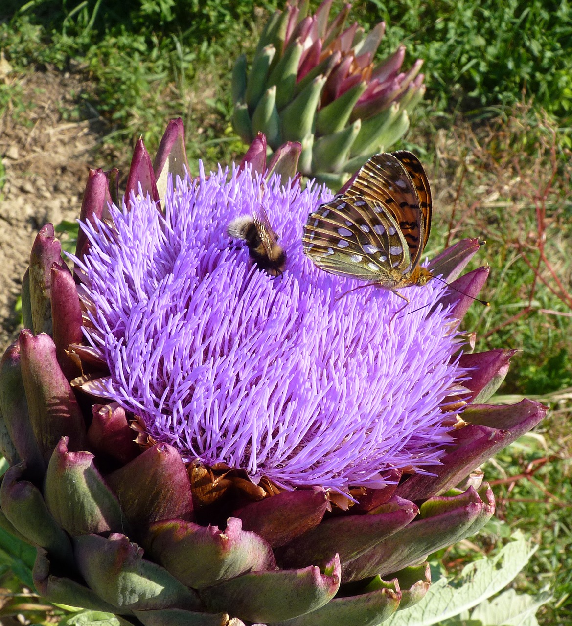 Image - flower artichoke violet butterfly