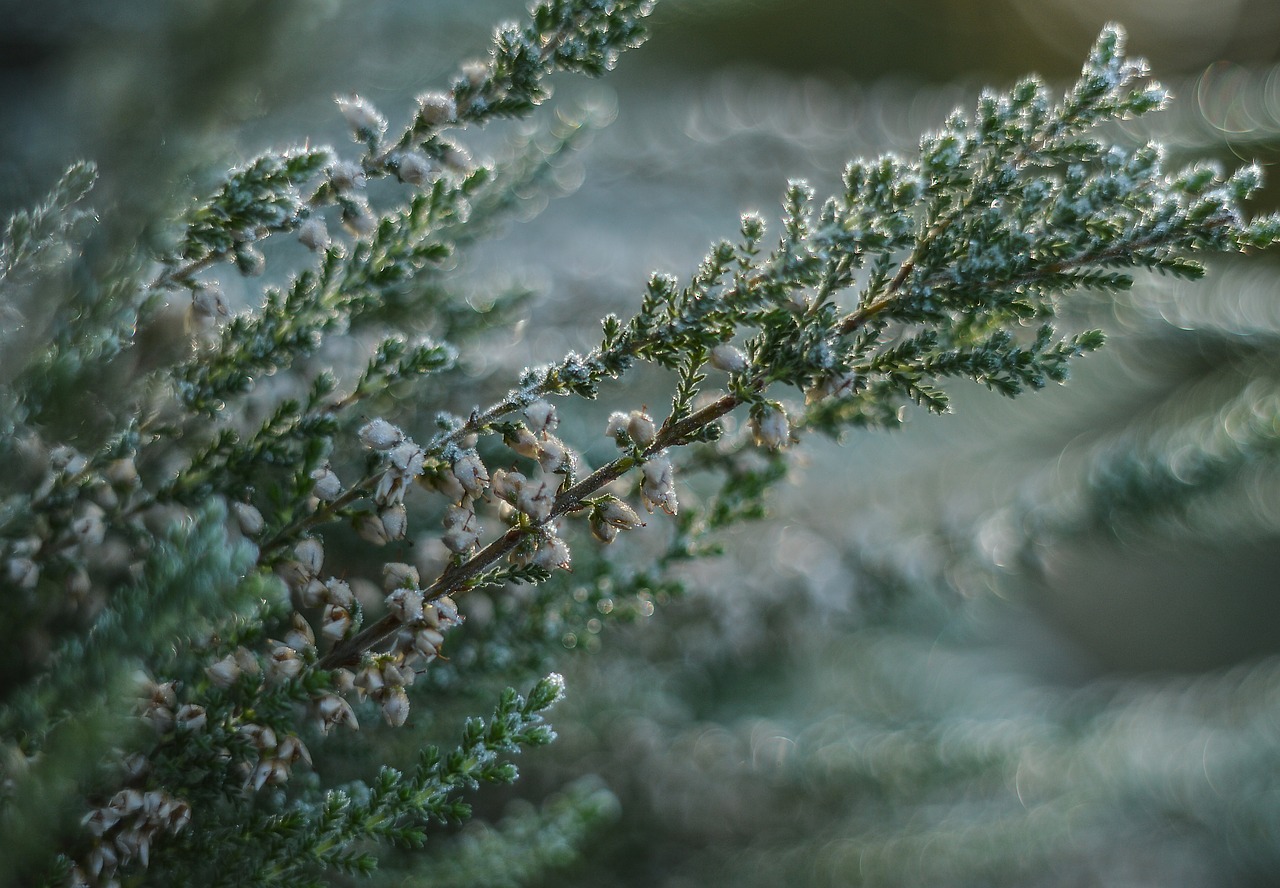 Image - heather frost plant thistle flower