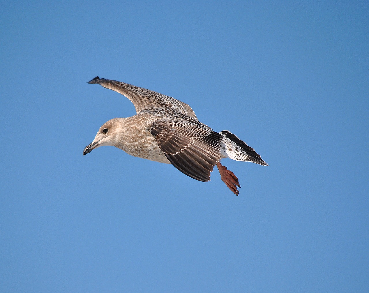 Image - seagull nature gull animal bird