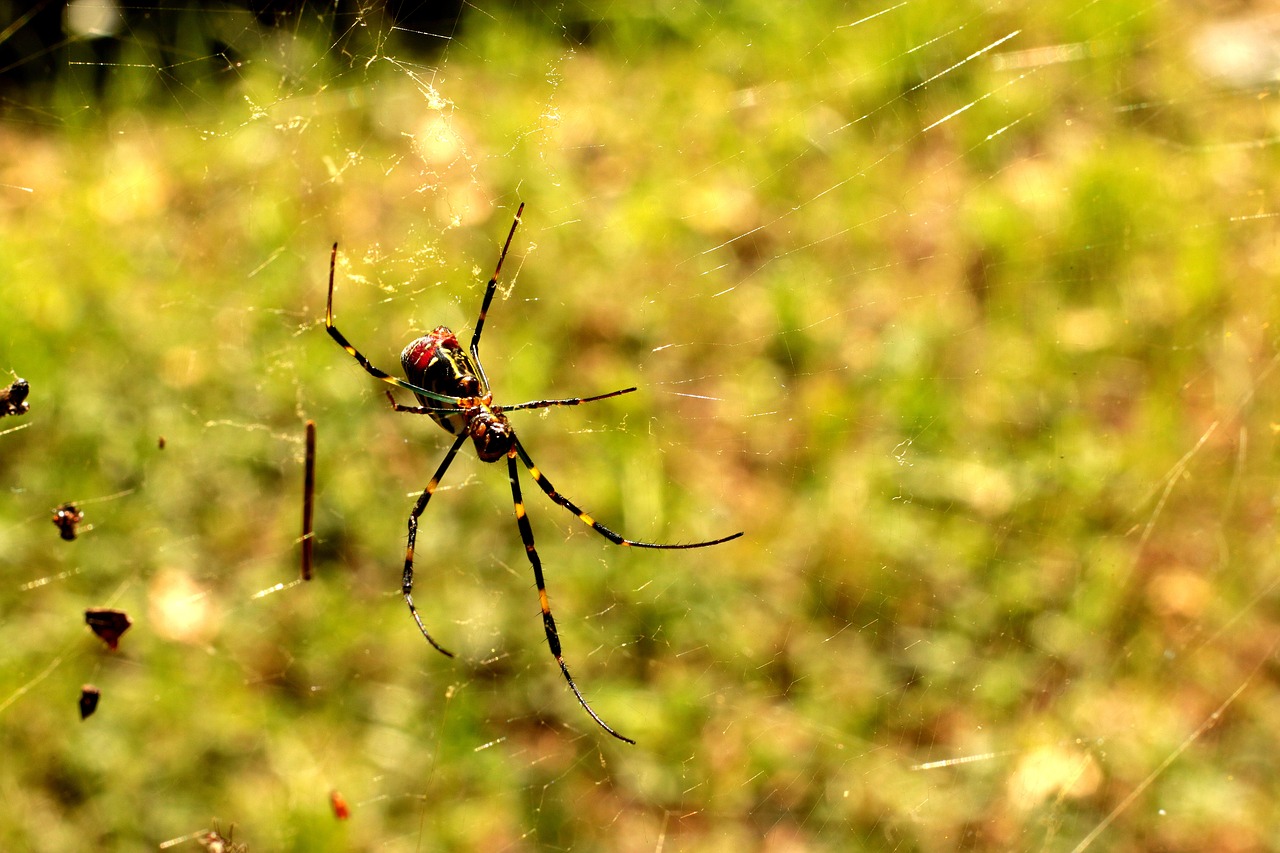 Image - spider red yellow web sun nature