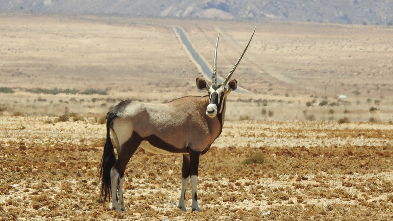 Image - oryx animal wilderness africa