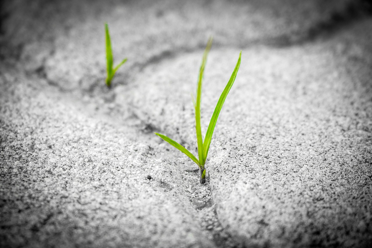 Image - grass pavement brick poetry stone