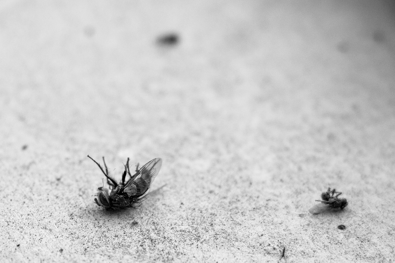 Image - fly dead ants insect pest macro