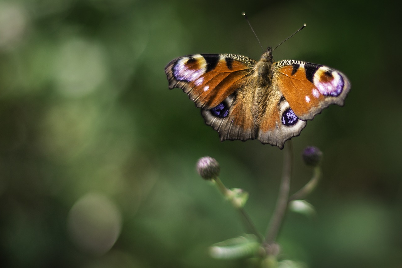 Image - peacock butterfly insect close