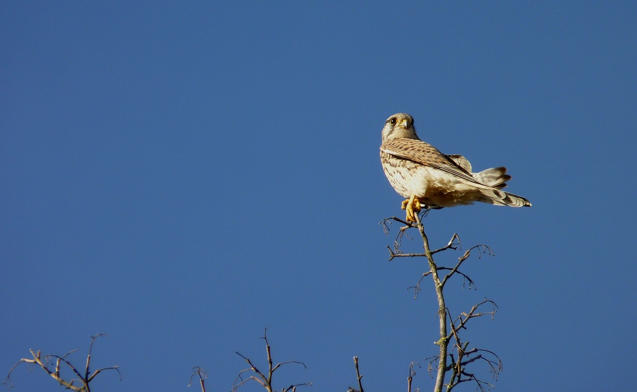 Image - falcon bird sky sit branch nature