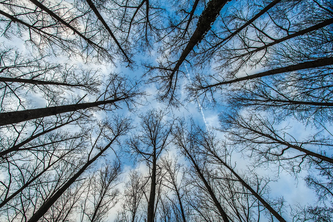 Image - trees forest sky nature england