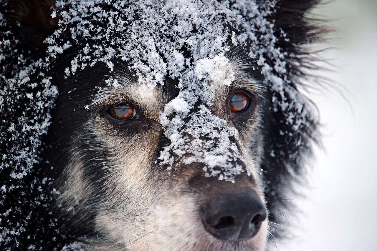 Image - border dog british sheepdog collie
