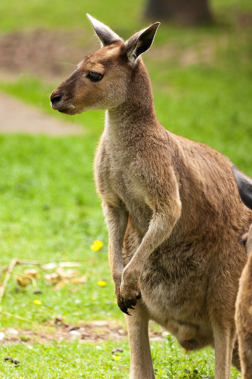 Image - animal australia australian brown