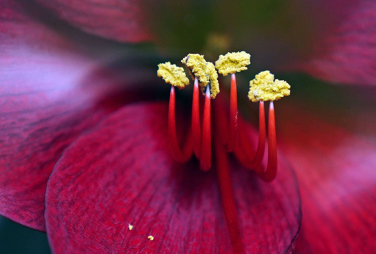 Image - amaryllis christmas flower blossom