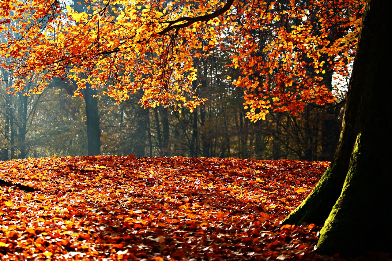 Image - autumn fall foliage leaves park