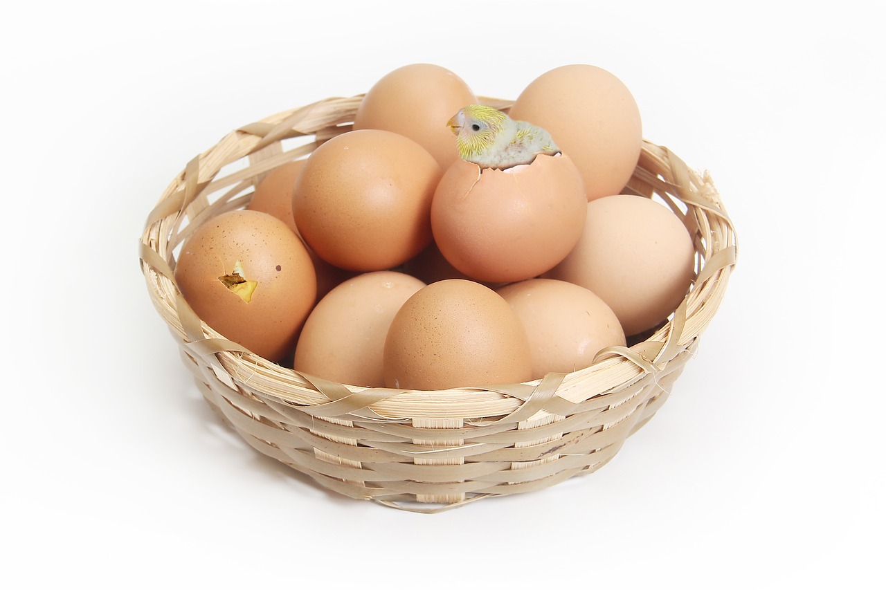 Image - basket egg brown chicks hatch
