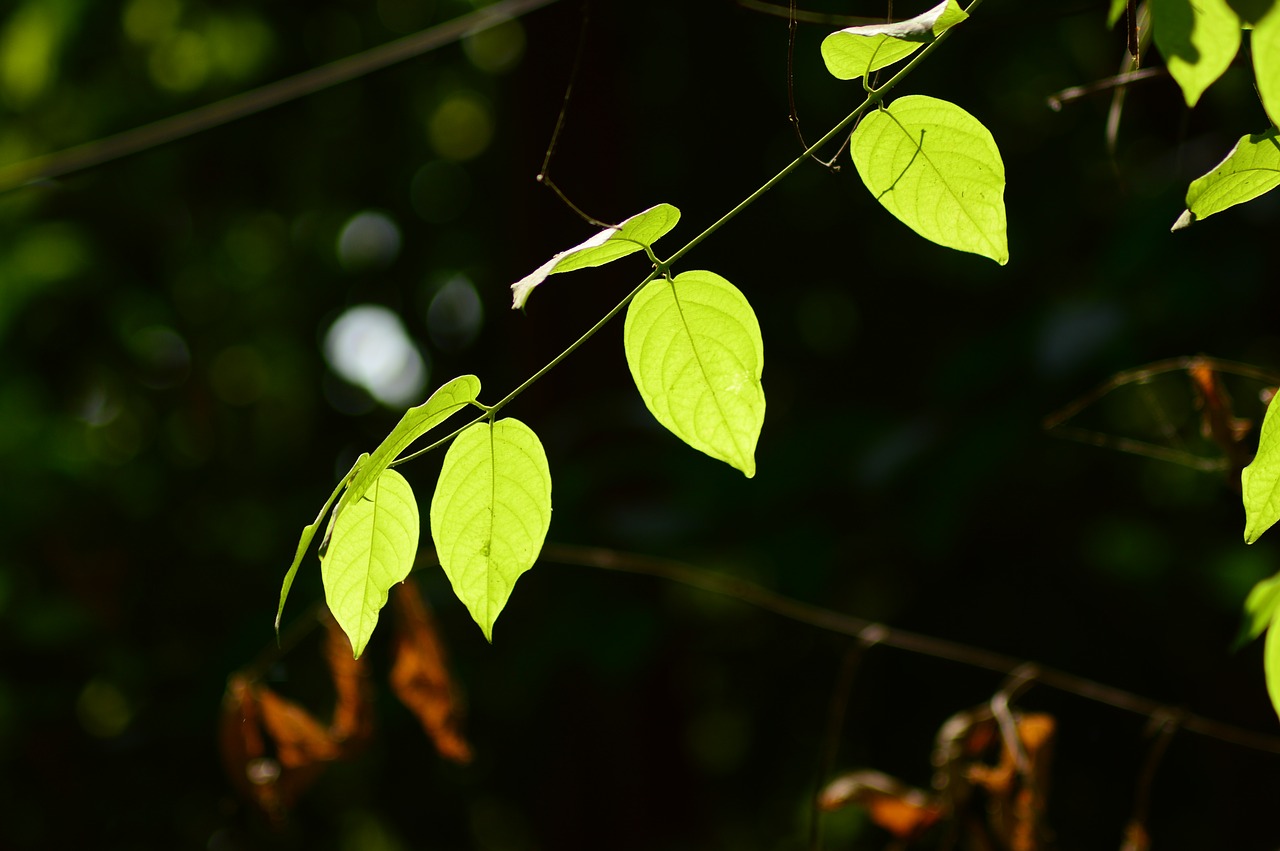 Image - the glowing leaves in the sunlight