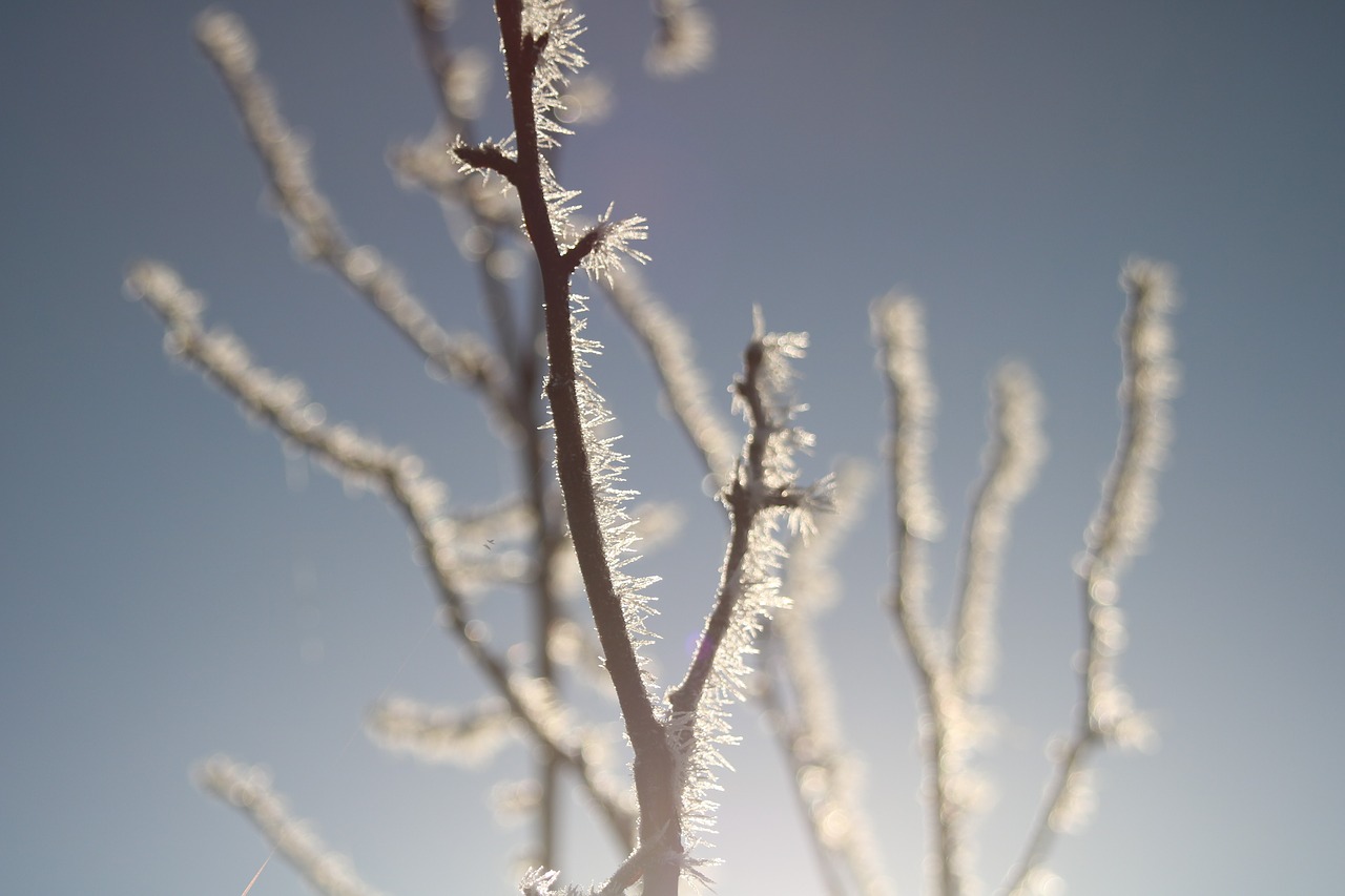 Image - winter frost hoarfrost wintry