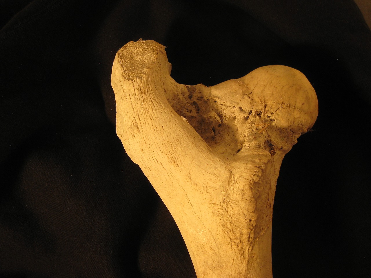 Image - bone femur anatomy skeleton bovine