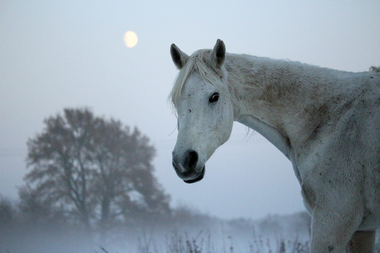 Image - horse mold winter moon fog frost