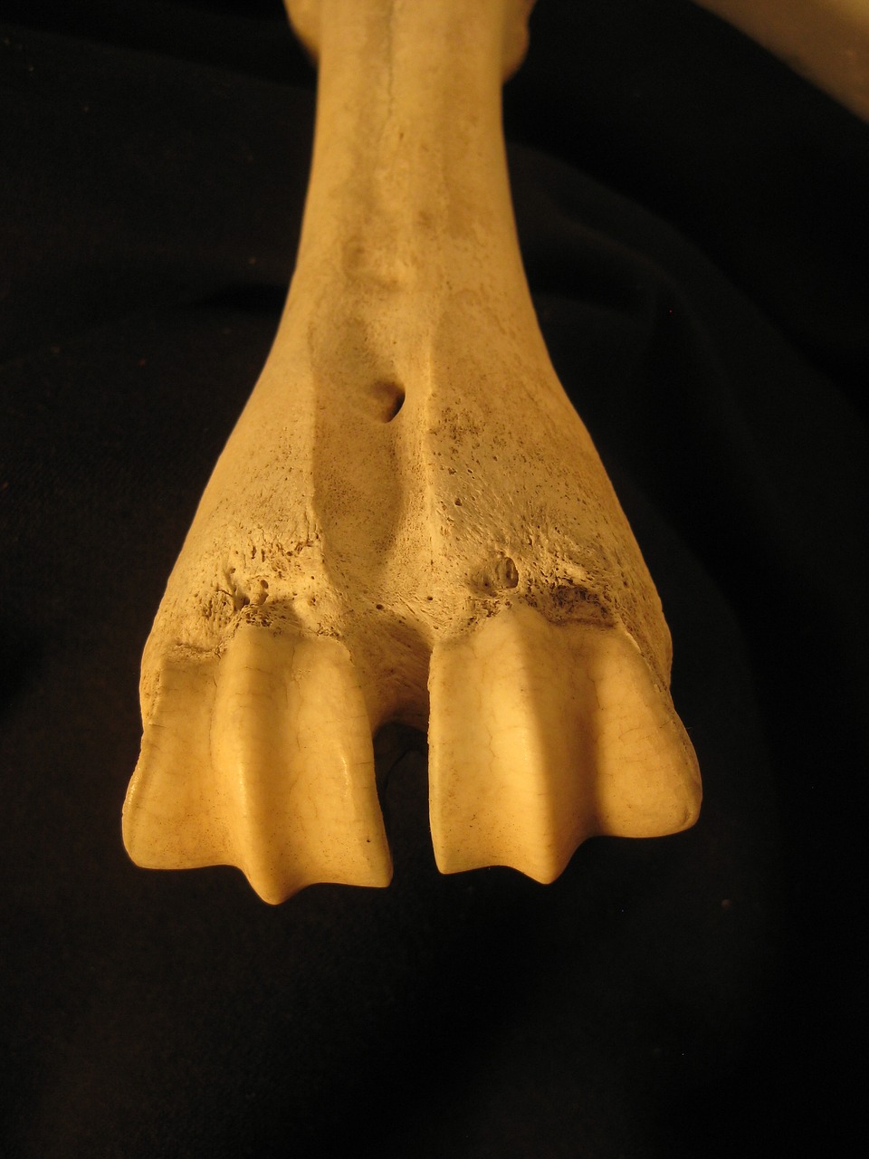 Image - bone skeleton anatomy bovine leg