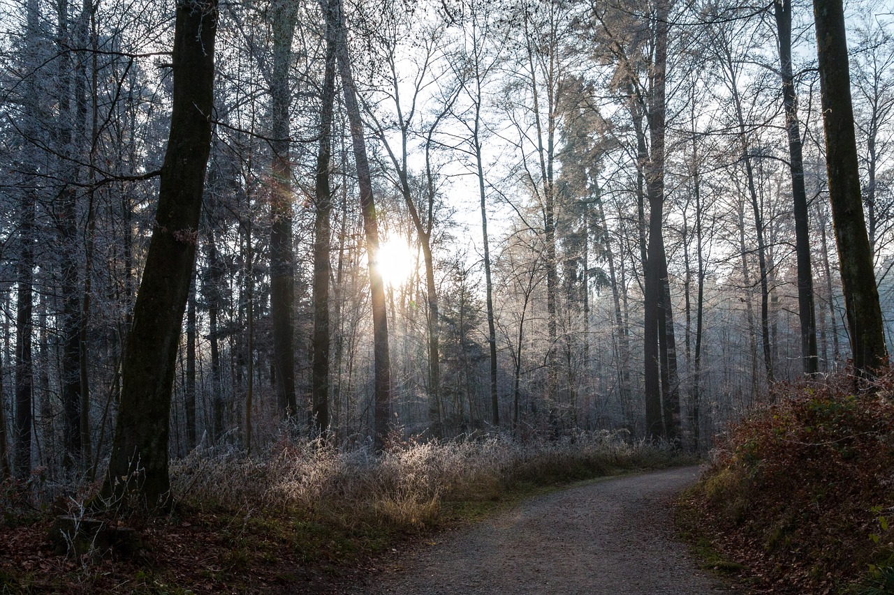 Image - forest away landscape winter sunny