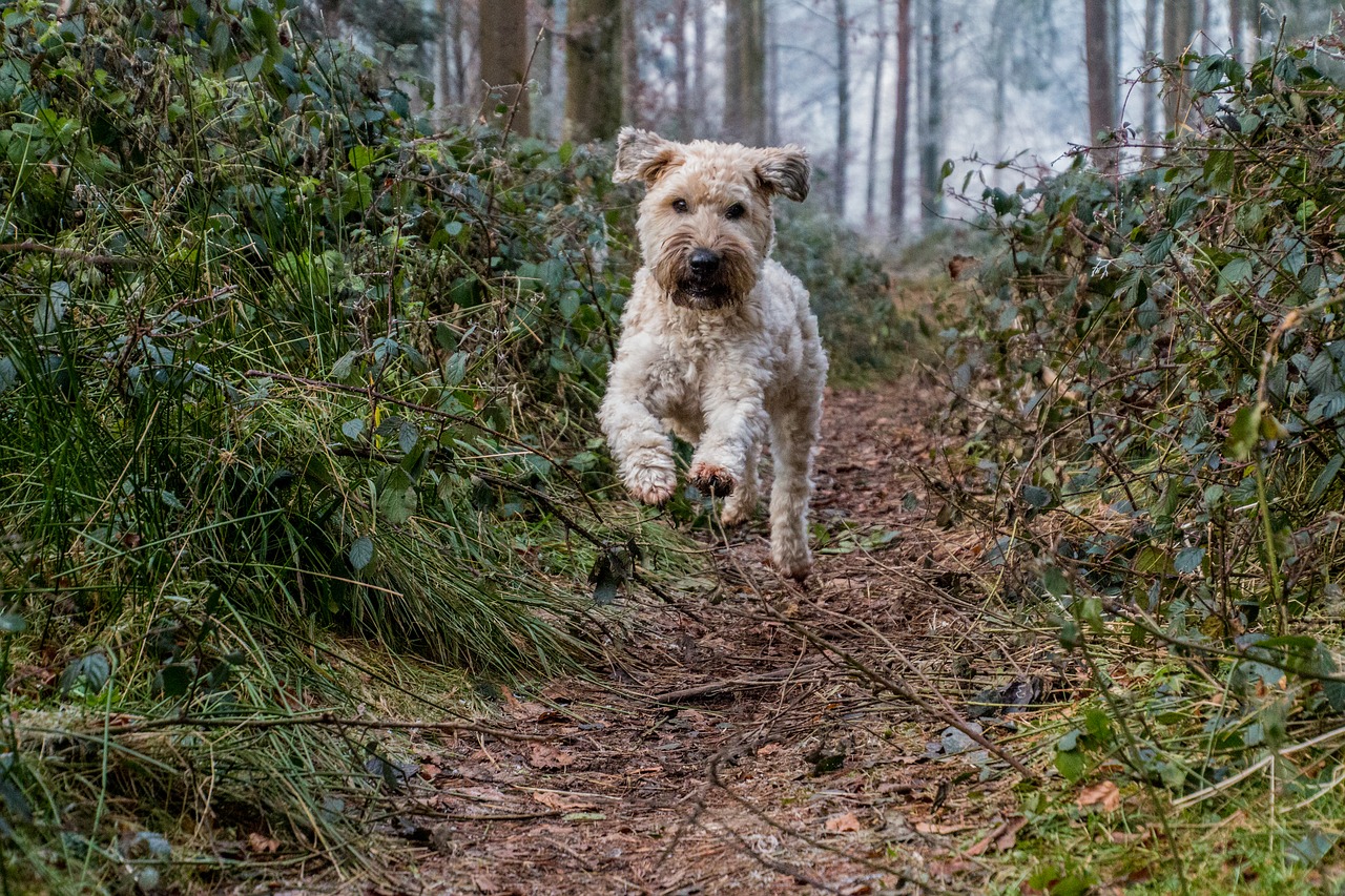 Image - dog jump play autumn leaves