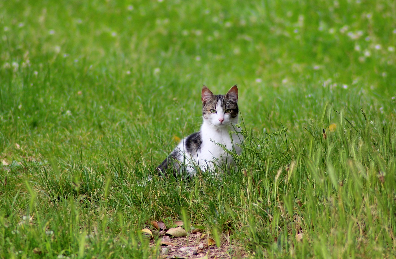 Image - cat herbs animal green feline