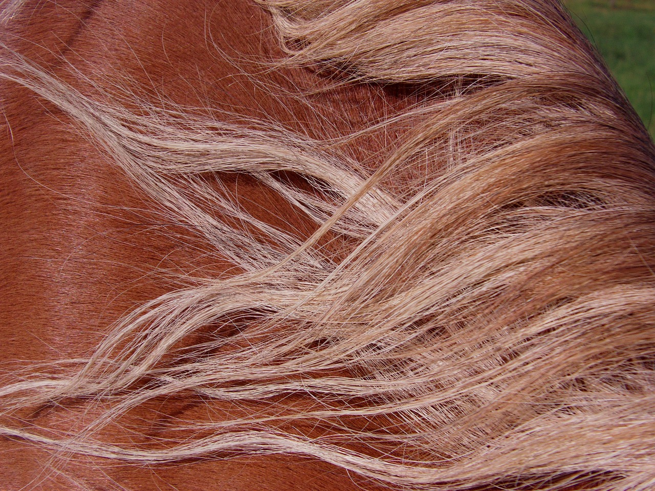 Image - horse mane mare autumn horse head