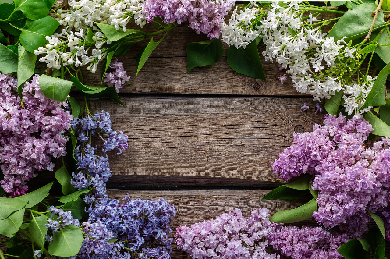 Image - flowers postcard purple spring