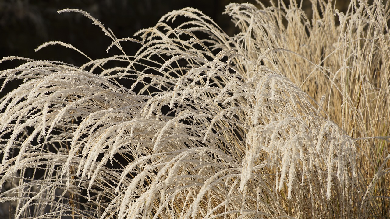 Image - grass withered dried wilted white