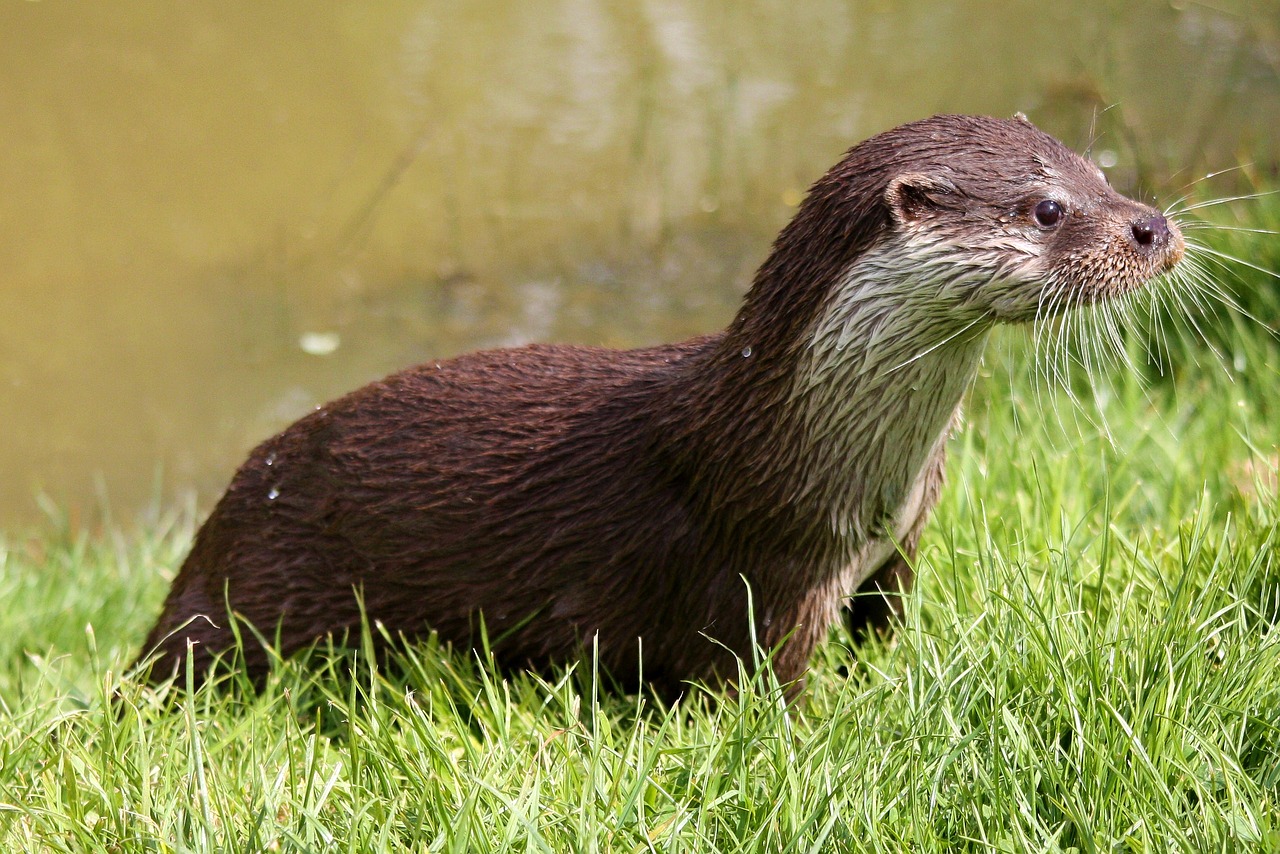 Image - otter wildlife nature mammal