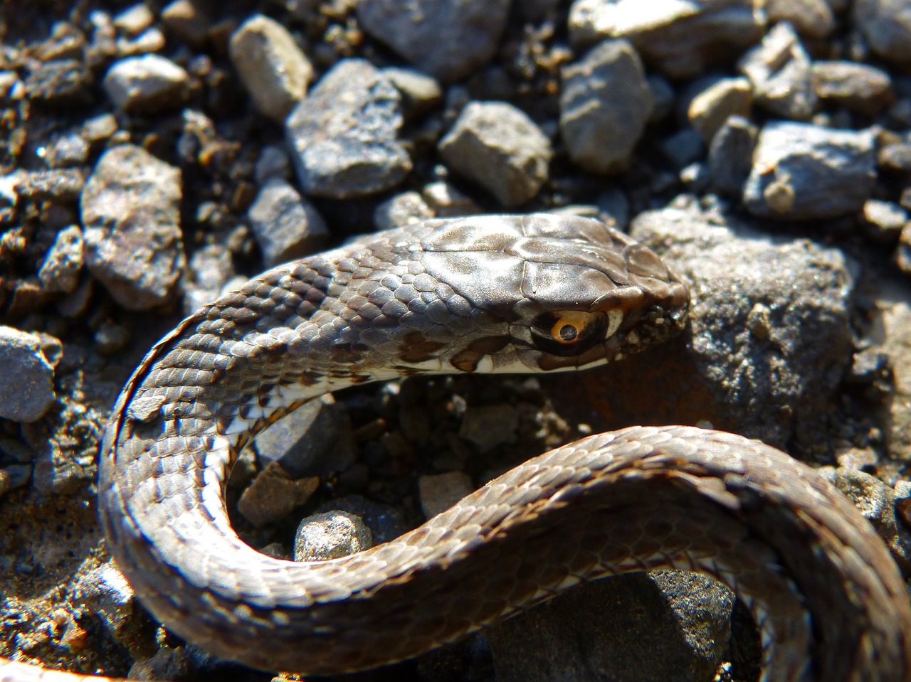 Image - snake coronella girondica