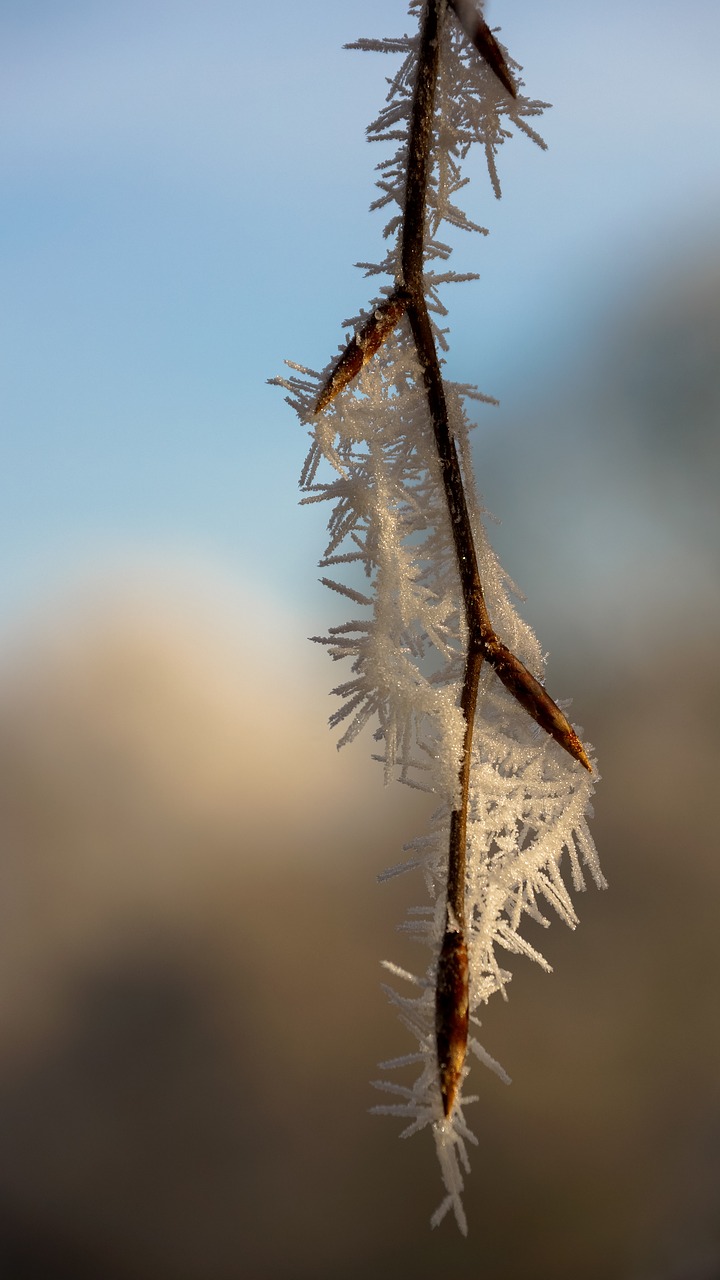 Image - leaf leaves tree white winter ice