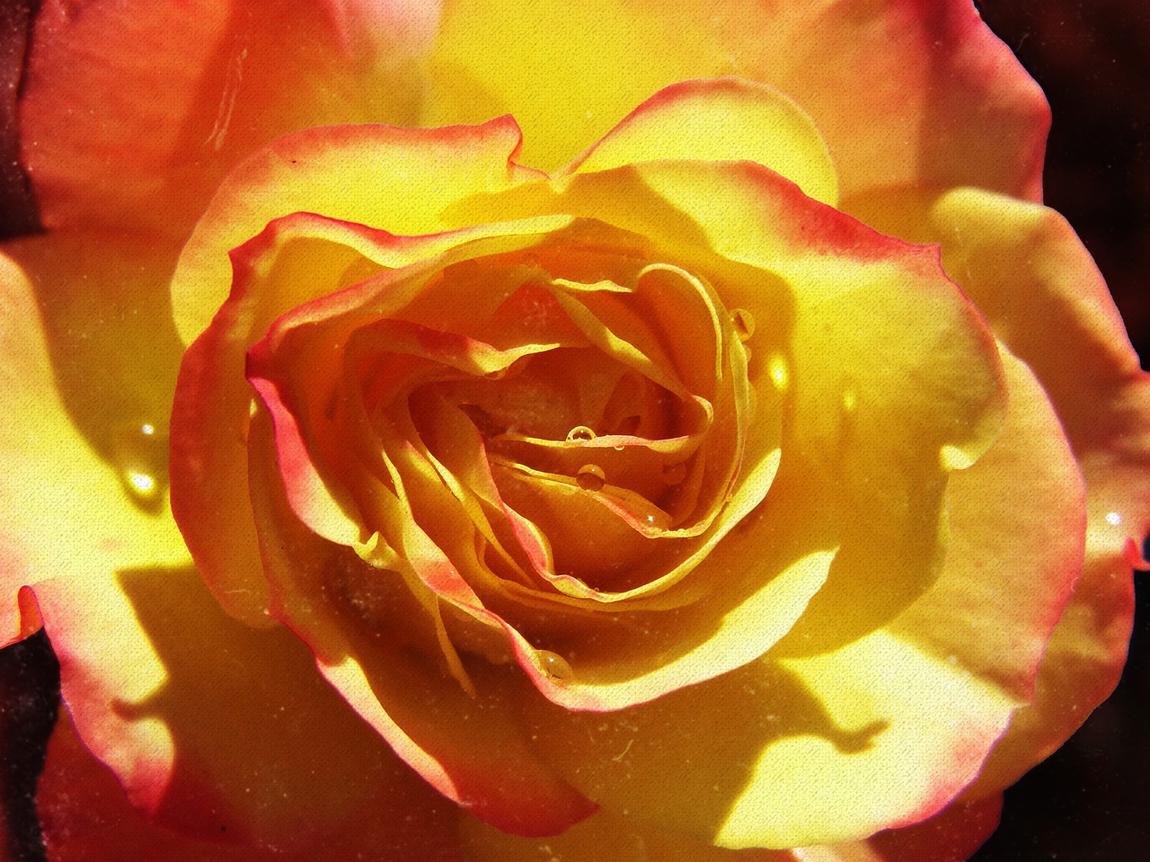 Image - rosa petals yellow rose grunge