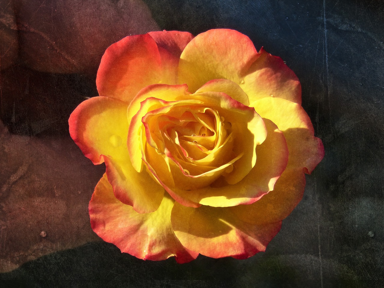 Image - rosa petals yellow rose grunge